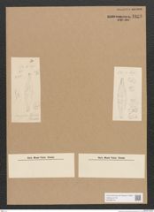 Diatomeae indet. Zeichnungen Sammlung Grunow Nr. 1823 (NHMW-BOT-W0368744)